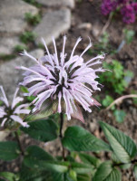 /album/fotogalerie-nabidka/monarda-bradburiana-jpg/